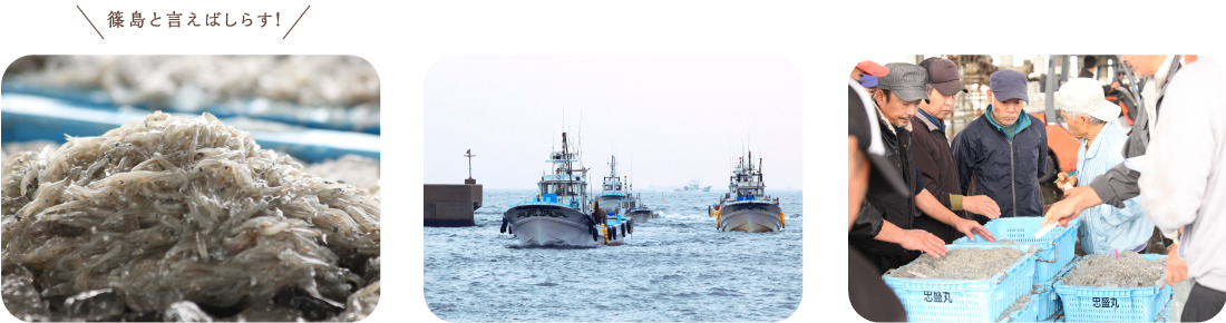 篠島と言えばしらす！