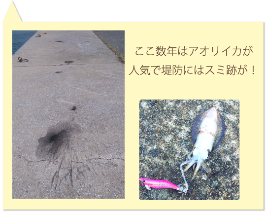 アオリイカ